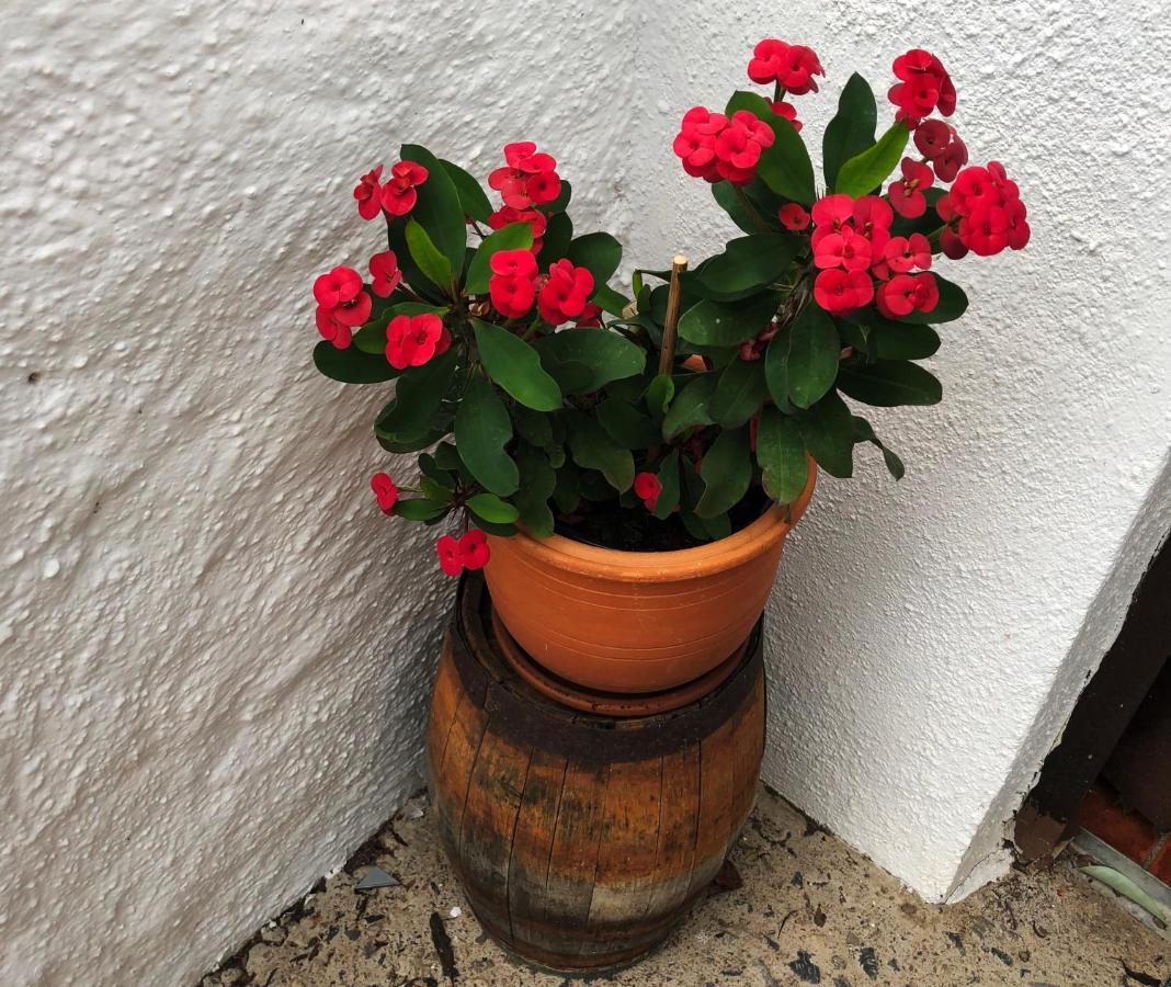 Bodeguita - Finca Tabaiba By Tor Icod De Los Vinos Eksteriør billede